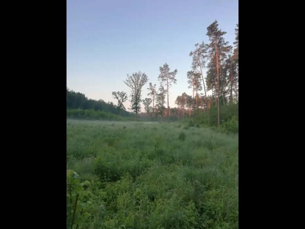 Ptasie śpiewy i las o świcie - Nadleśnictwo Wyszków ogłasza konkurs