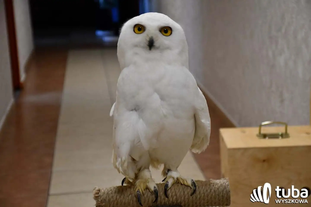 Bliskie spotkanie z dzikimi zwierzętami (VIDEO)