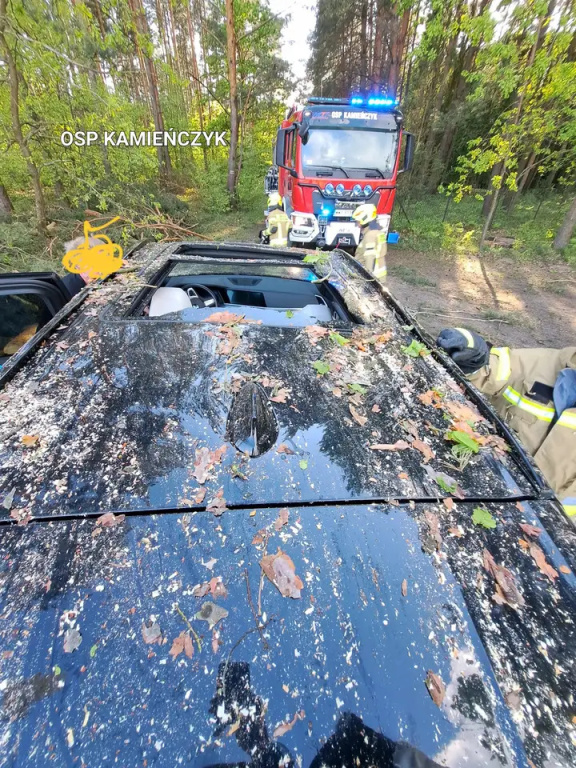 Sosny przewróciły się na auto