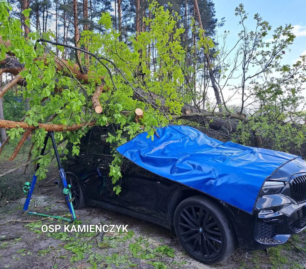 Sosny przewróciły się na auto