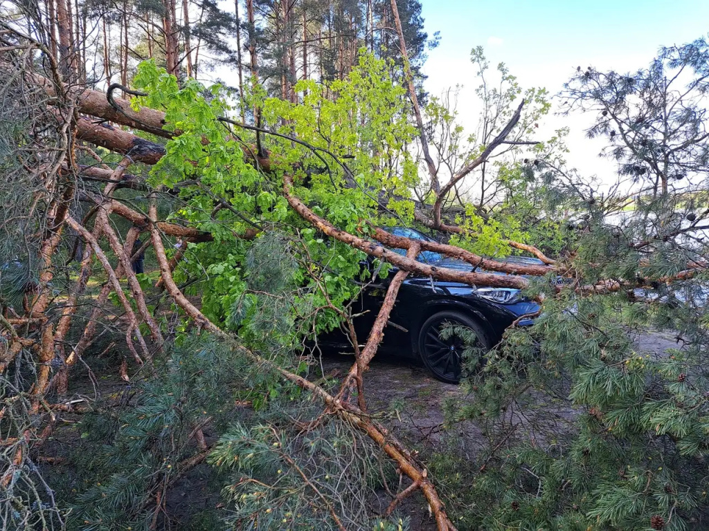 Sosny przewróciły się na auto
