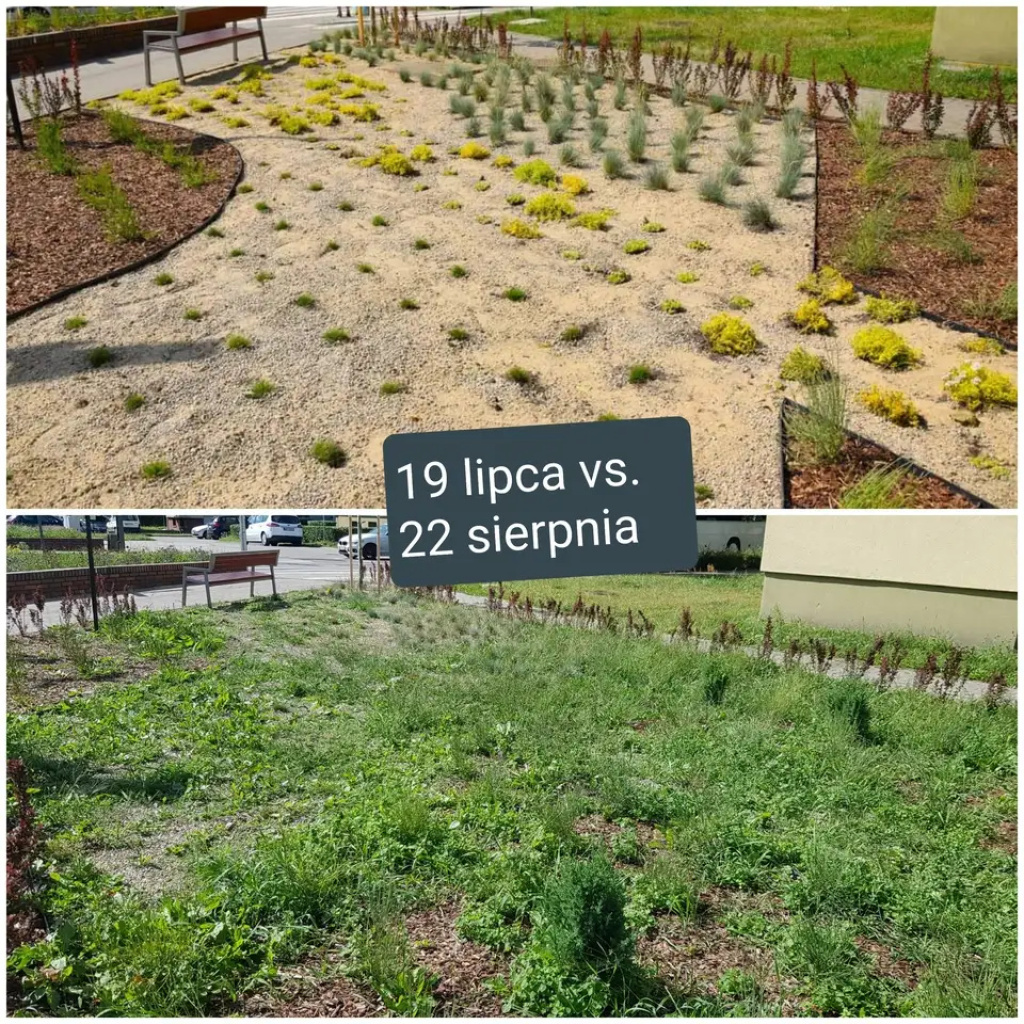 Był sobie park kieszonkowy...