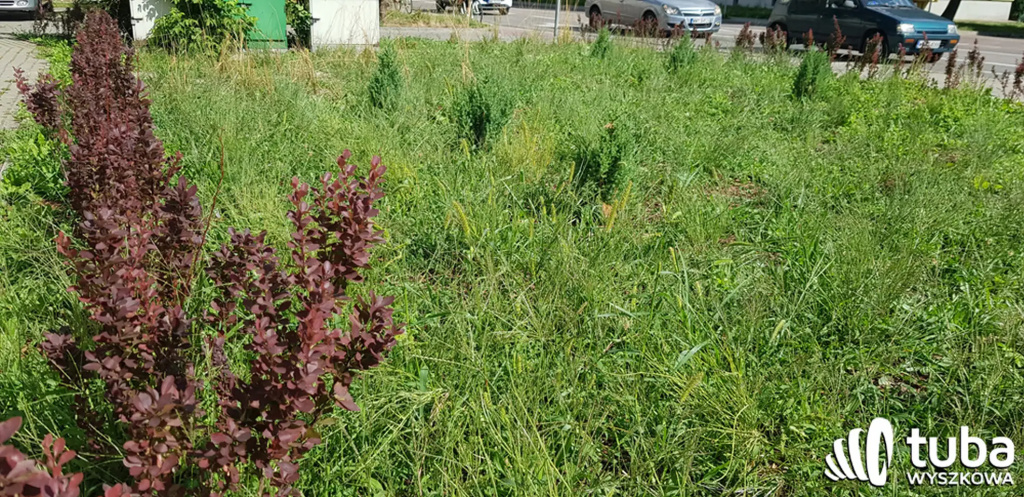 Był sobie park kieszonkowy...