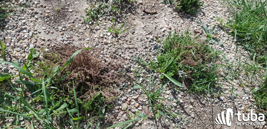 Był sobie park kieszonkowy...