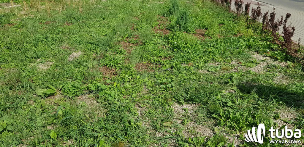 Był sobie park kieszonkowy...