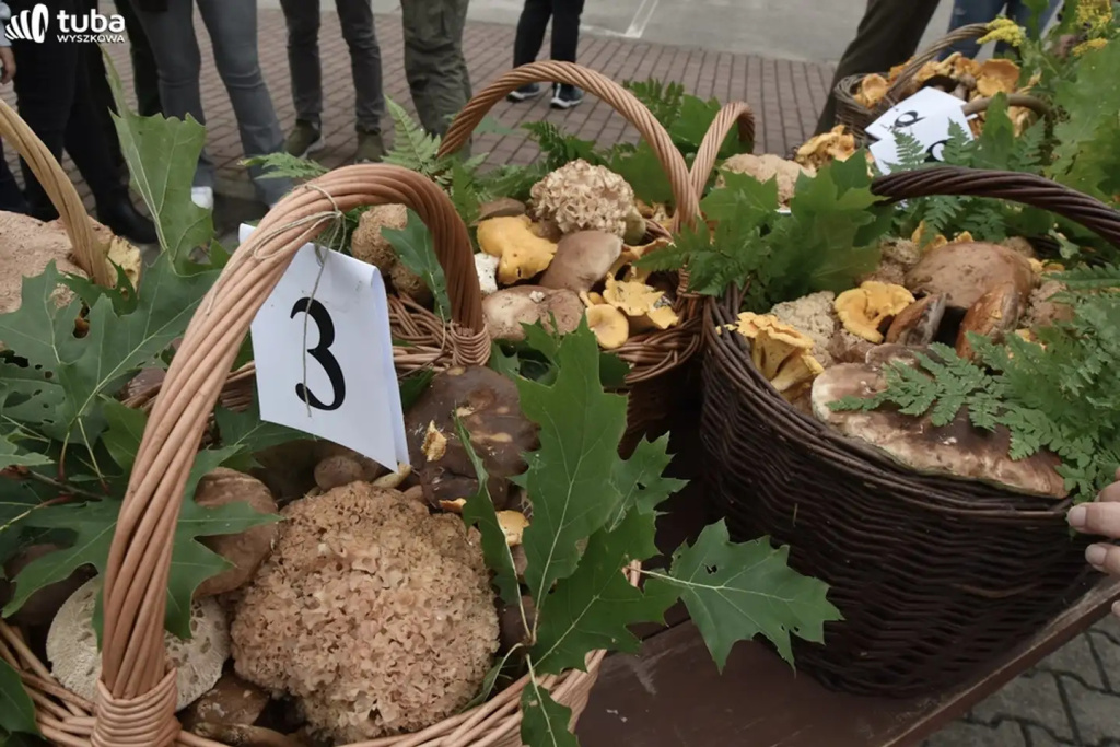 Wielkie Grzybobranie po raz XXII