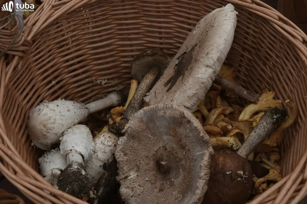 Wielkie Grzybobranie po raz XXII