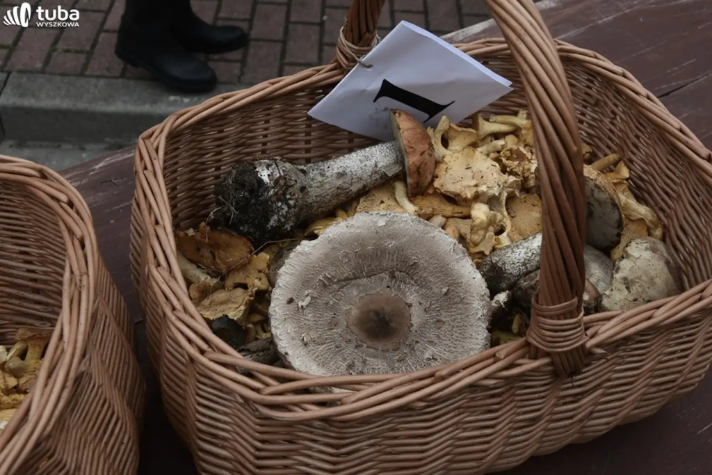 Wielkie Grzybobranie po raz XXII