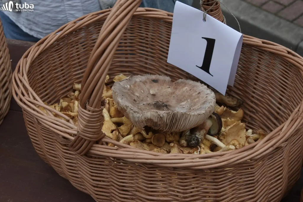 Wielkie Grzybobranie po raz XXII