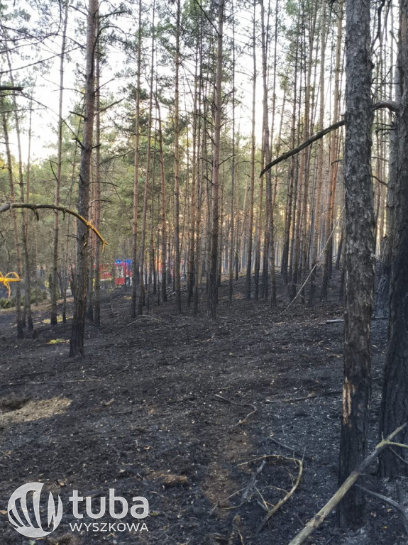 Ogromny pożar łąk i lasów w gminie Zabrodzie