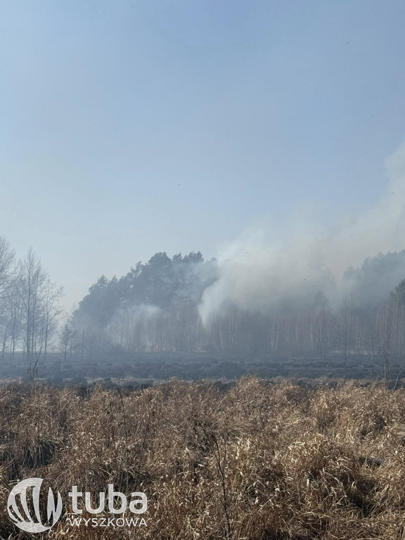 Ogromny pożar łąk i lasów w gminie Zabrodzie