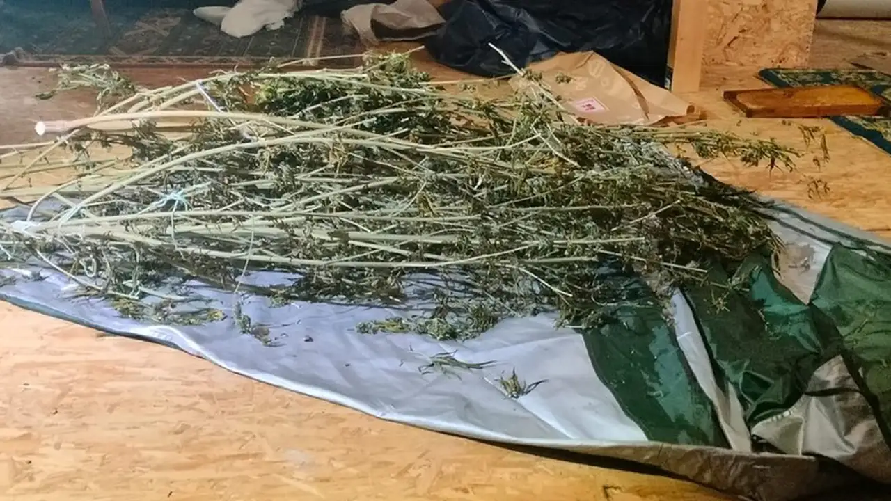 Trzy kilogramy marihuany ukrywał w domu i aucie