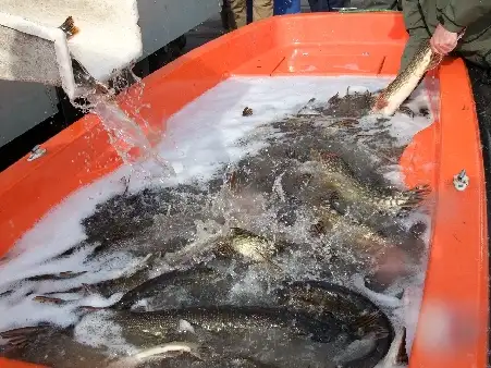 675 kg szczupaków trafiło do Bugu