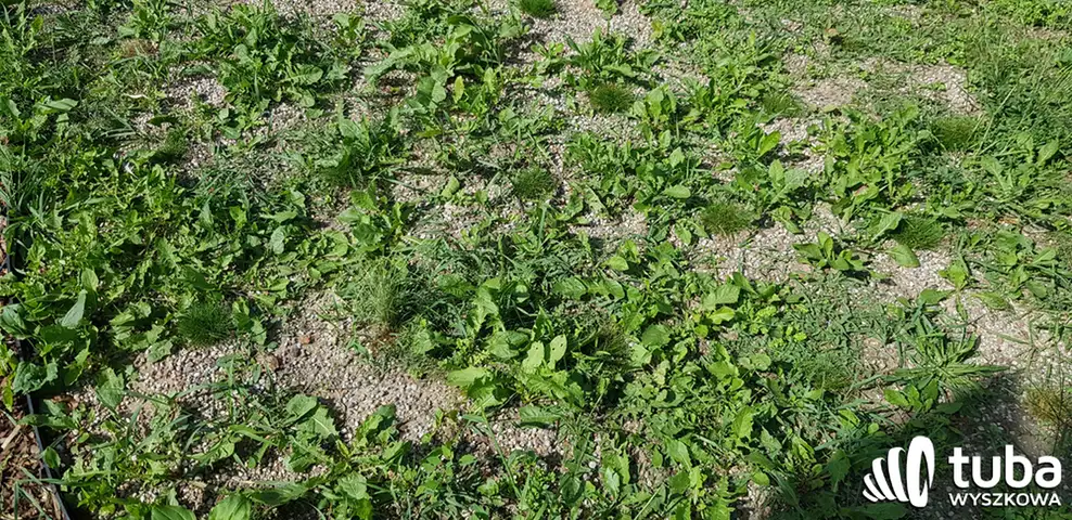 Był sobie park kieszonkowy...