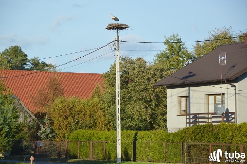 Niecodzienny gość w październiku w Gulczewie